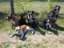 Hundepension