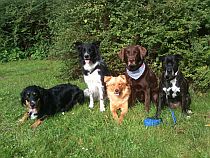 Hundepensio_Hundeschule